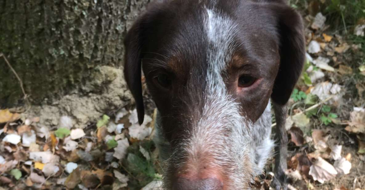 Piedmont: Truffle Hunting - Truffle Hunting: A Unique Experience