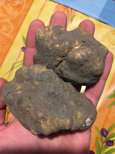 Piedmont: Truffle Hunting - Trained Truffle Dogs in Action