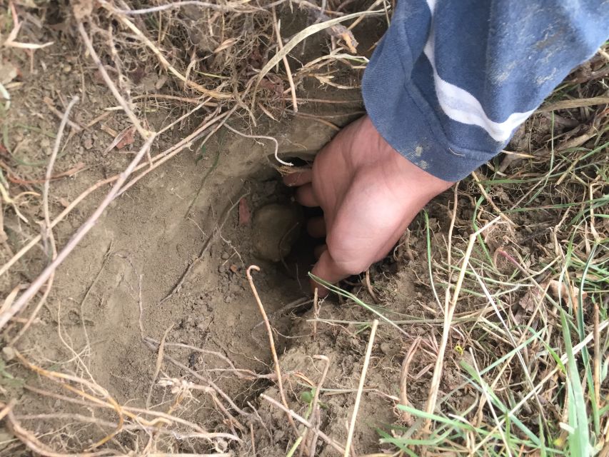 Piedmont: Truffle Hunting - Recap