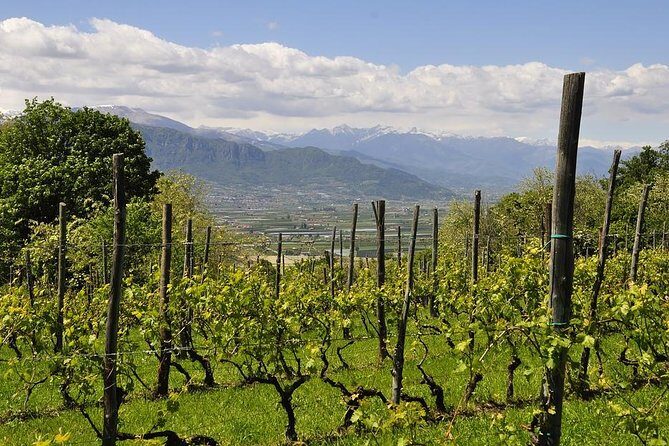 Piemonte Vineyards by Yourself from Turin - Business Car with English Chauffeur - An In-Depth Look at the Piemonte Vineyards by Yourself Tour