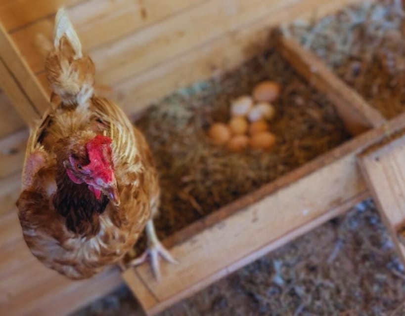 Pienza: Sheep and Chickens Tour W/Gourmet Lunch at Farmhouse - Meeting Point and Location