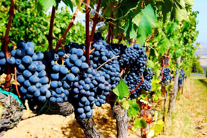 Pienza, Val Dorcia, Montalcino Wine and Pecorino Cheese PRIVATE TOUR From SIENA - Transportation Details