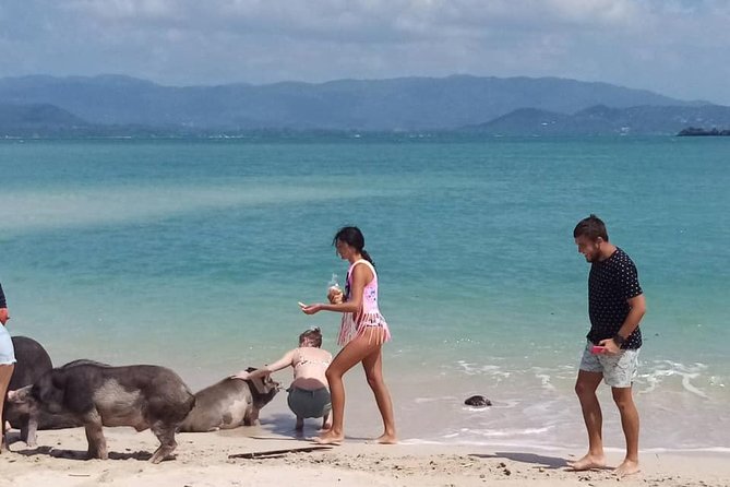 Pig Island Snorkeling & Sightseeing Tour By Speedboat From Koh Samui - Snorkeling Experience Insights