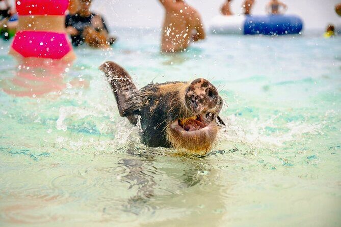 Piggy Splash Dash Of Rose Island Group Tour - The Practicalities: Transportation, Timing, and Cost