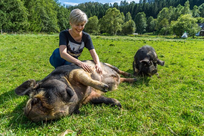 Pigs Are Petting in the Waldviertel - Tips for Visitors