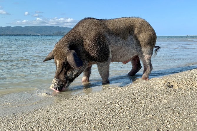 Pigs Island Exclusive Semi VIP - Inclusions of the Experience