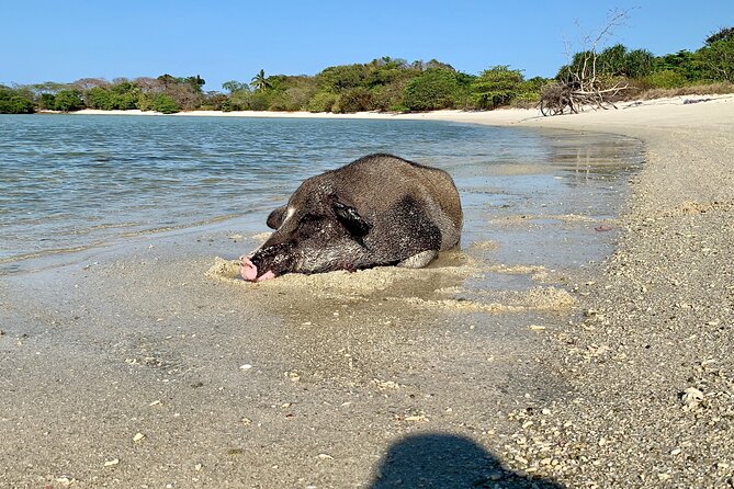 Pigs Island Exclusive Semi VIP - Pickup and Transport Details
