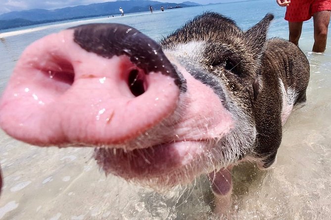 Pigs Island Exclusive Semi VIP - Experience Ratings and Reviews