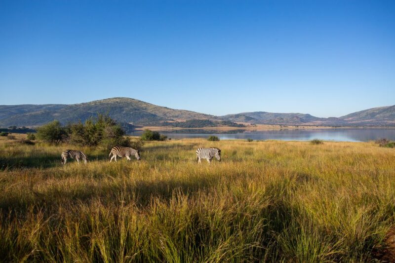 Pilanesberg: 2 Day 3-Star Pilanesberg Safari - Highlights of the Itinerary