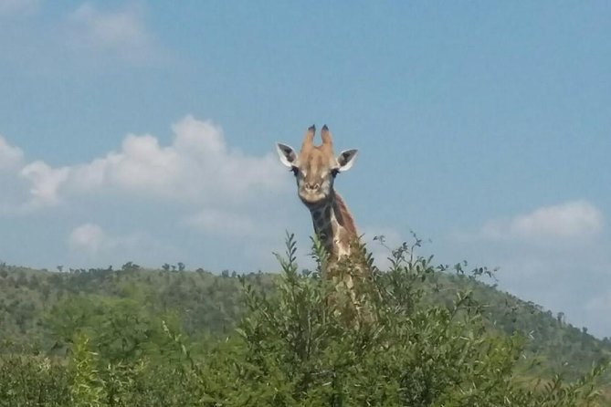 Pilanesberg Camping Safari From Johannesburg - Wildlife Spotting Opportunities