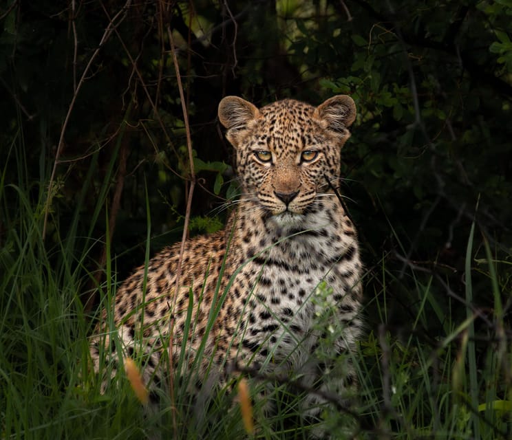 Pilanesberg Explorer (Day Tour) - Analyzing the Value: Price, Inclusions, and Experience