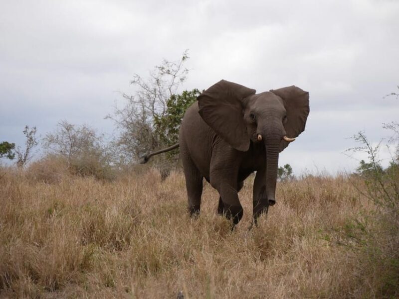 Pilanesberg full day game drive departing from Johannesburg - Key Points
