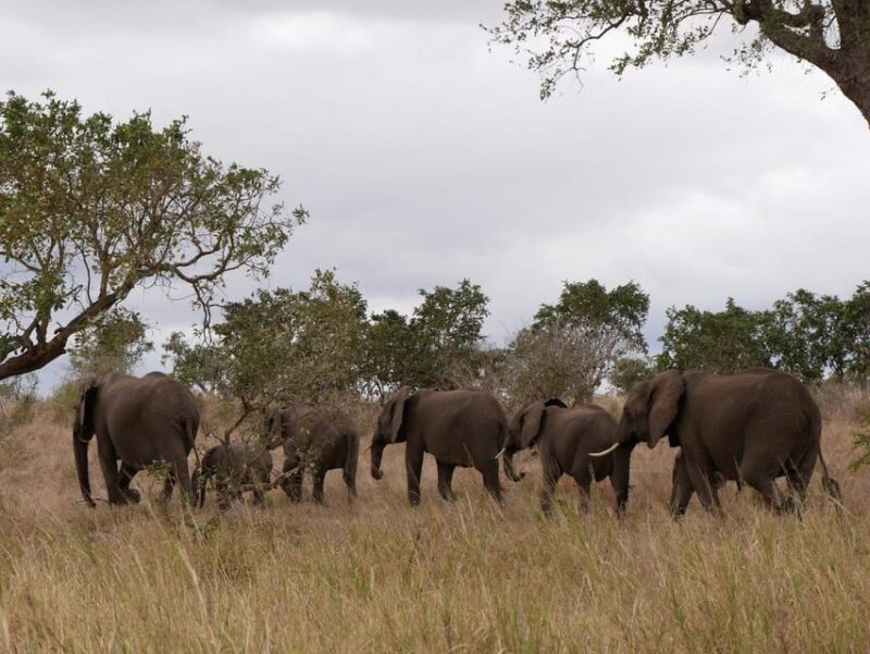 Pilanesberg full day game drive departing from Johannesburg - The Safari Drive: What to Expect