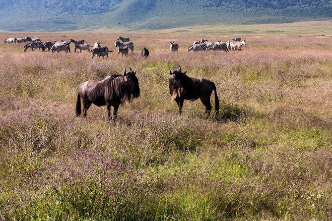 Pilanesberg Full Day Safari - Pricing and Booking Details