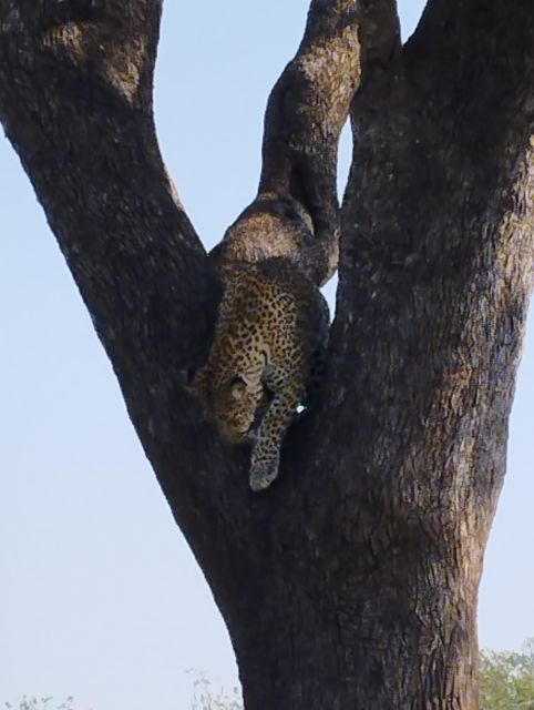 Pilanesberg Full Day Safari From Johannesburg - Good To Know