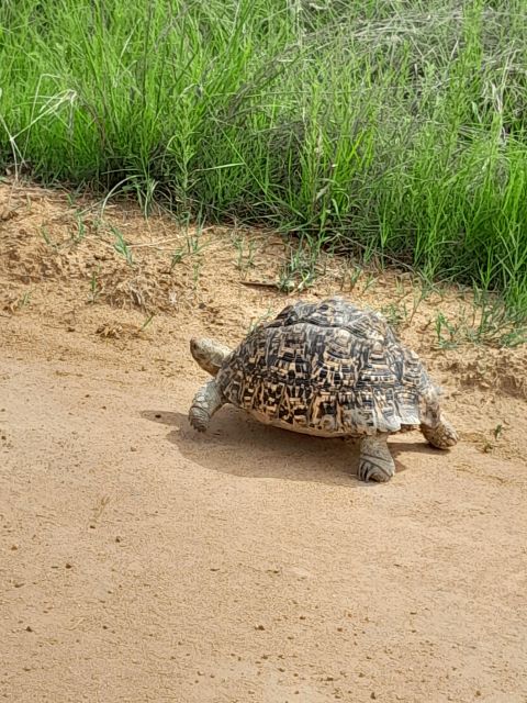 Pilanesberg Full Day Safari From Johannesburg - Overview of the Safari Experience