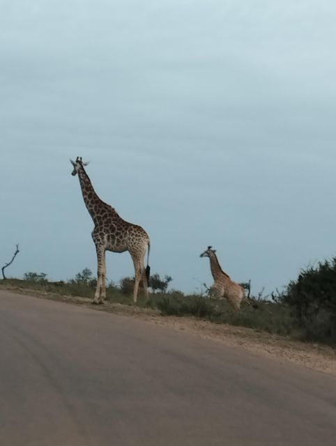 Pilanesberg Full Day Safari From Johannesburg - Wildlife Spotting Opportunities