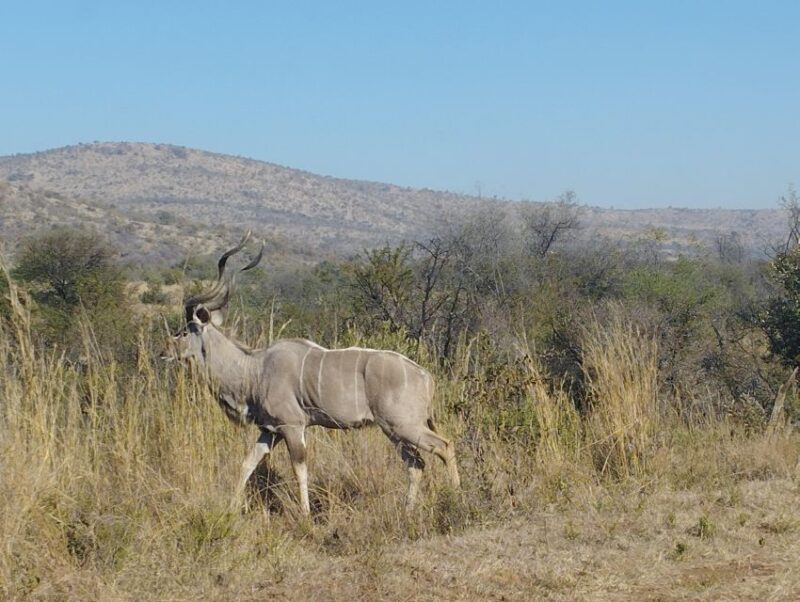 Pilanesberg Full Day Safari From Johannesburg - Pickup and Departure Details