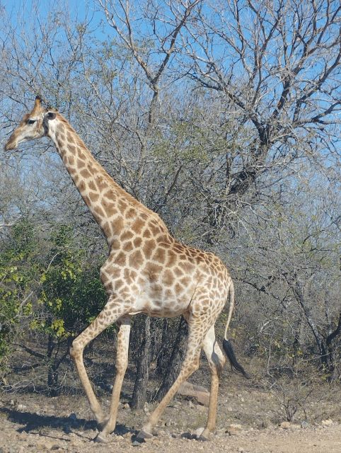 Pilanesberg Full Day Safari From Johannesburg - Why Choose This Safari?