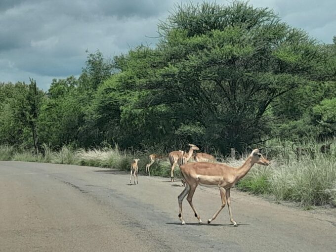 Pilanesberg Full Day Safari From Johannesburg - Frequently Asked Questions