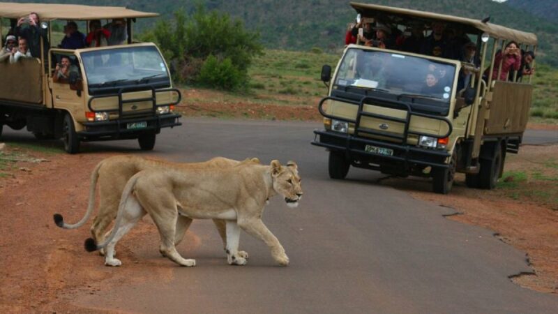 Pilanesberg Full-Day Shared Safari With Sun City Visit - Good To Know