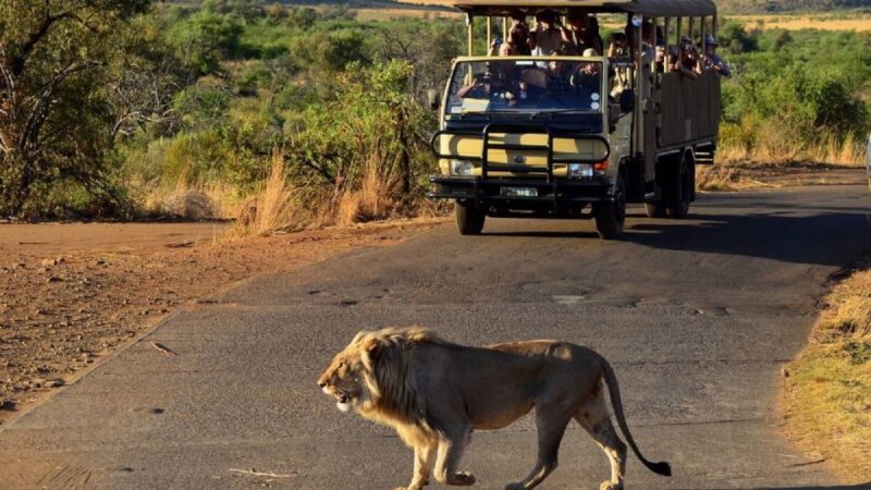 Pilanesberg Full-Day Shared Safari With Sun City Visit - Experience Highlights