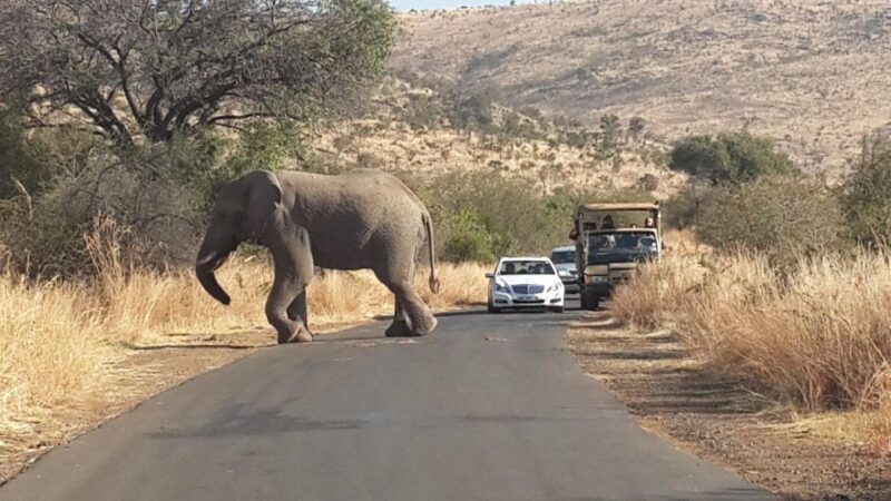 Pilanesberg Full-Day Shared Safari With Sun City Visit - Itinerary Details