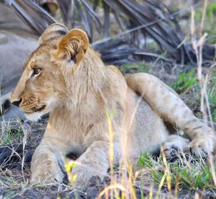 Pilanesberg Game Reserve Full Day Safari - Key Points