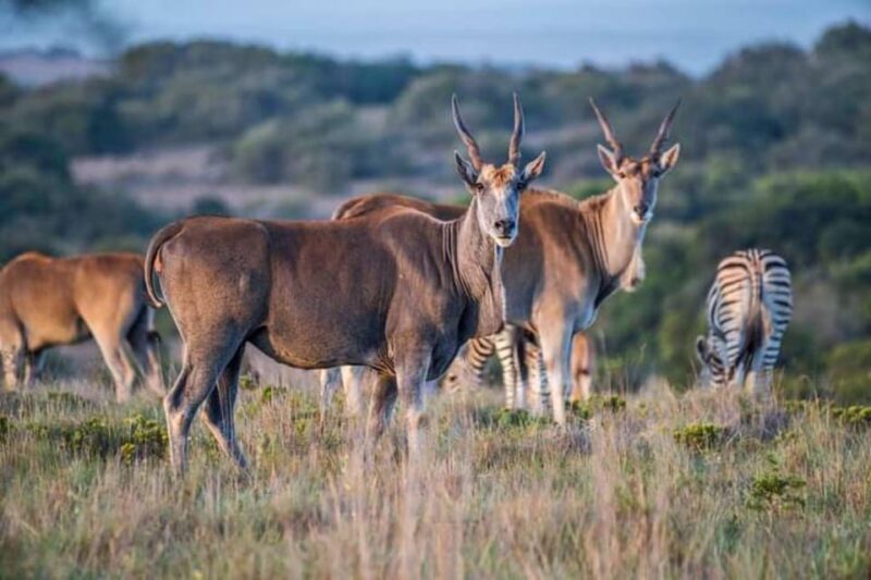 Pilanesberg Game Reserve Full Day Safari - Final Thoughts: Is This Safari for You?
