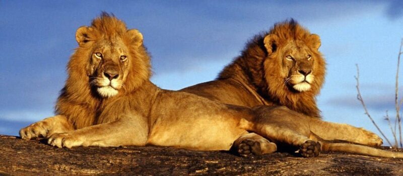 Pilanesberg Game reserve safari with pickup in Johannesburg - The Breakdown of the Itinerary