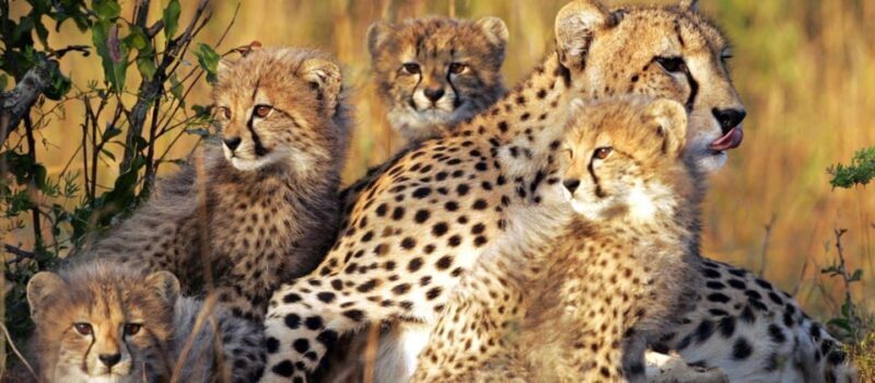 Pilanesberg Game reserve safari with pickup in Johannesburg - FAQs