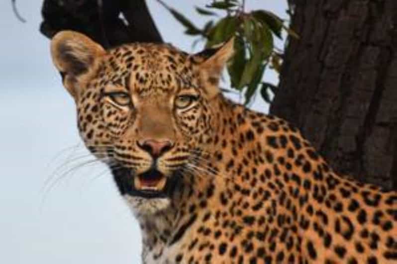 Pilanesberg : Mid Morning Game Drive - Good To Know