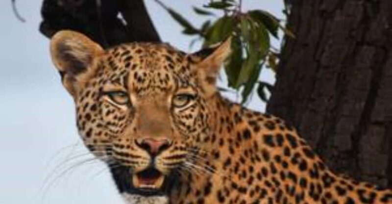 Pilanesberg : Mid Morning Game Drive - Booking Information