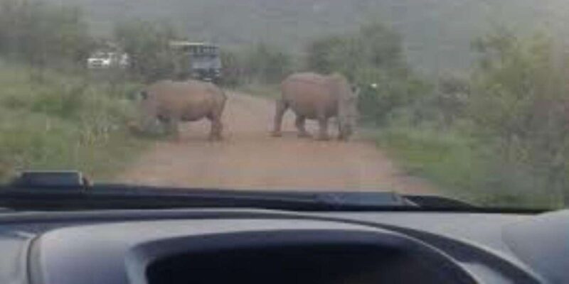 Pilanesberg : Mid Morning Game Drive - Park Highlights
