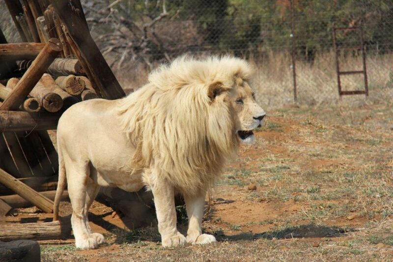 Pilanesberg National Park 2 Days - Good To Know