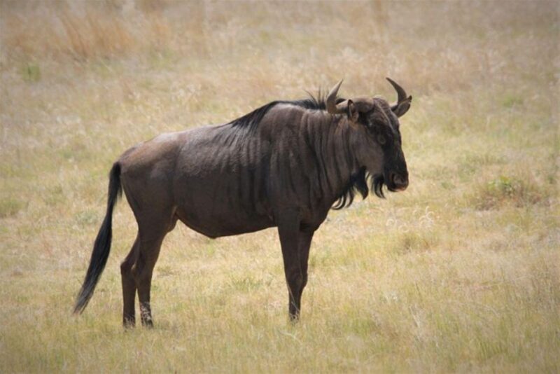 Pilanesberg National Park 2 Days - Tswana Occupation and Difaqane Wars