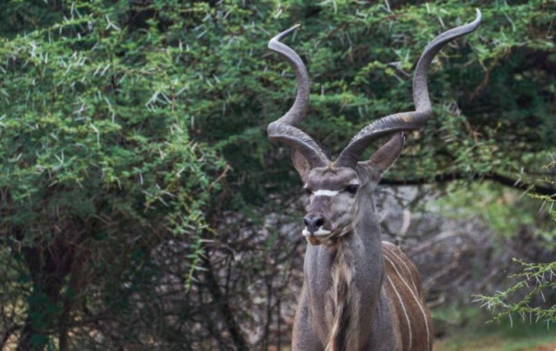Pilanesberg National Park 2 Days - Touring Pilanesberg National Park
