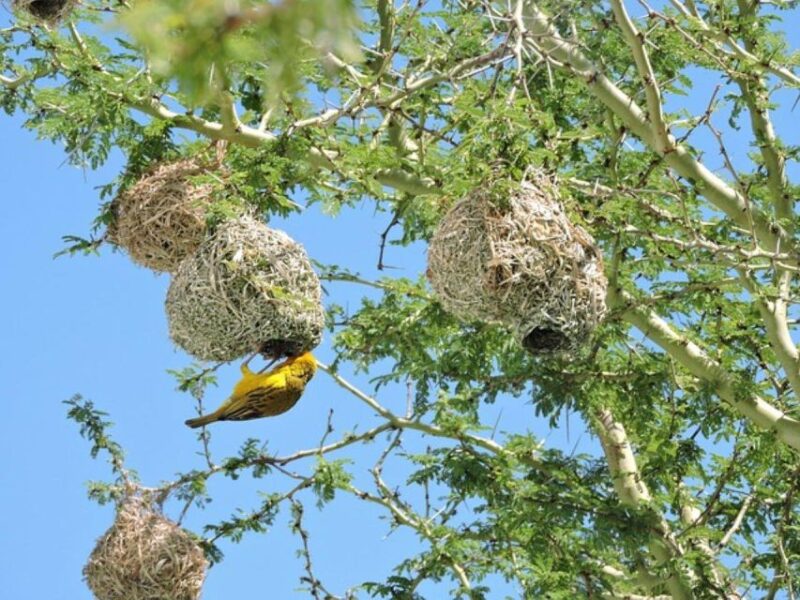 Pilanesberg National Park 2 Days - Itinerary and Tour Logistics