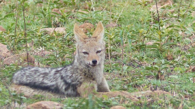 Pilanesberg National Park - Good To Know