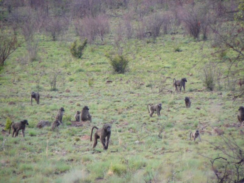 Pilanesberg National Park - Malaria-Free Environment