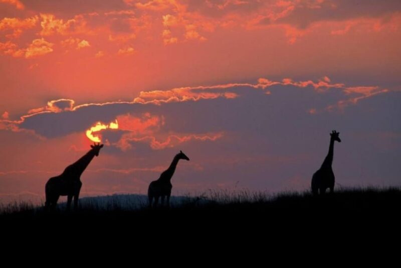 Pilanesberg National Park: 6H Game Drive with Lunch - What You Can Expect From the Details