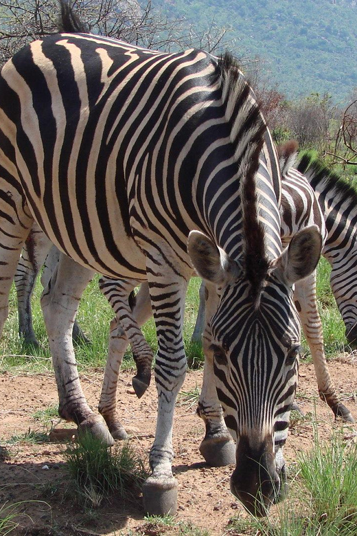 Pilanesberg National Park Day Visit - Location and Accessibility