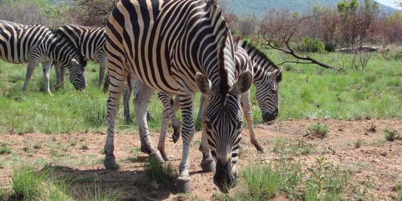 Pilanesberg National Park Day Visit - Inclusions and Costs