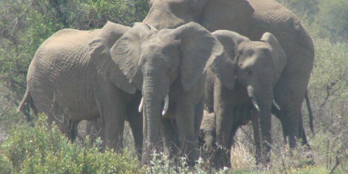 Pilanesberg National Park Day Visit - Frequently Asked Questions