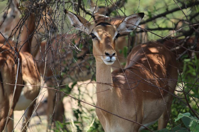Pilanesberg National Park Full Day Safari From Johannesburg - Included in the Tour