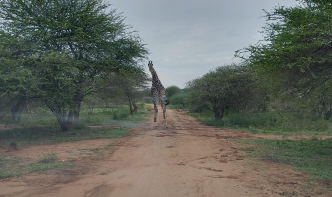 Pilanesberg National Park - Wildlife and Landscapes