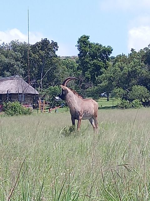 Pilanesberg National Park - Safari Highlights