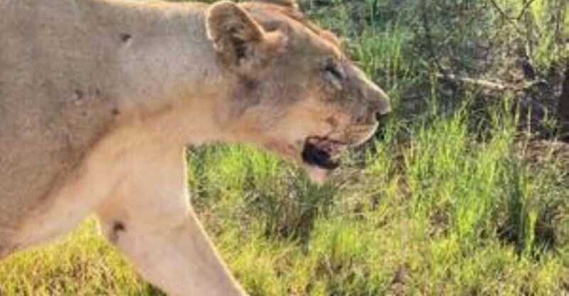 Pilanesberg : Private Game Drive - 22 Seater - Booking Details