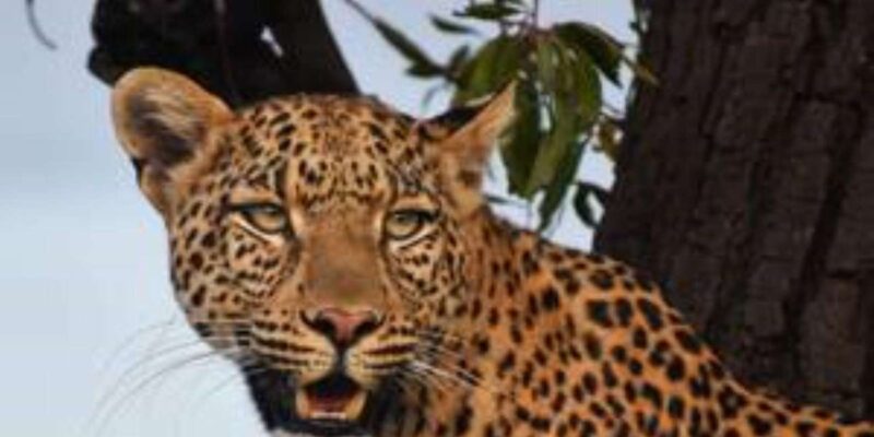 Pilanesberg : Sunrise Morning Game Drive - Booking Information