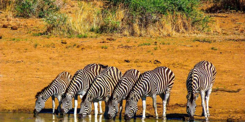Pilanesburg National Park Tour - Inclusions and Transportation